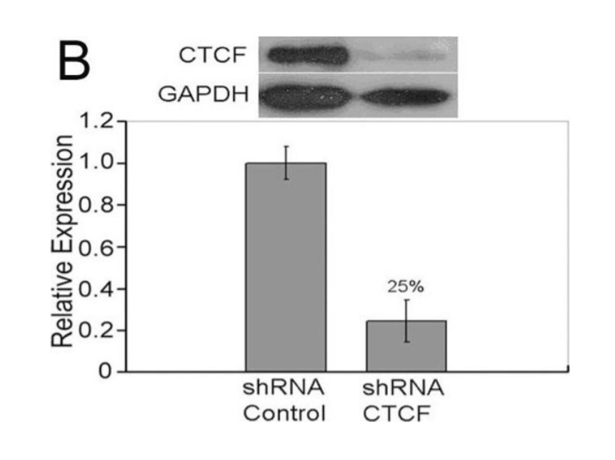 Sigma货号07-729抗CTCF抗体1361163138
