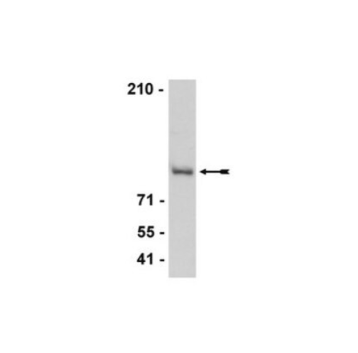 Sigma货号07-729抗CTCF抗体1361163138