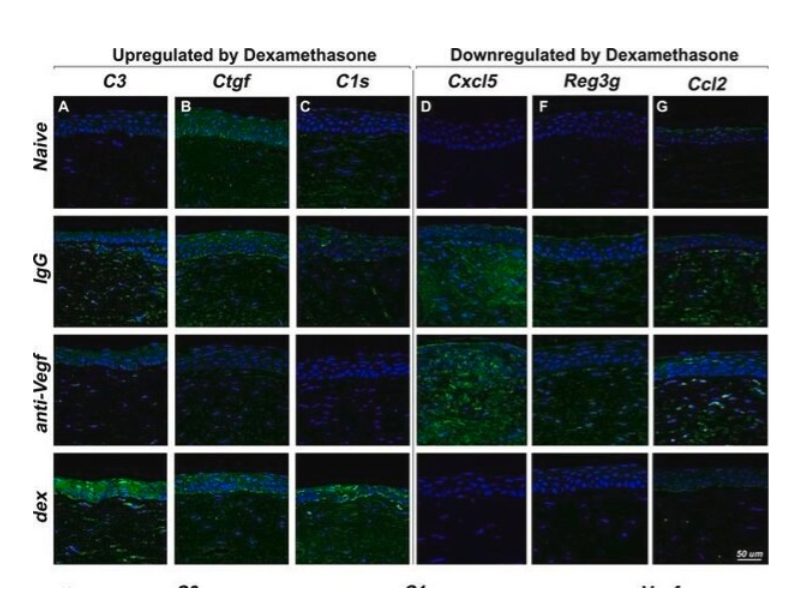 Sigma货号AP308P山羊抗小鼠IgG抗体(H+L)HR