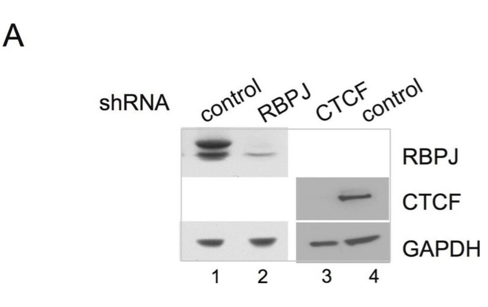 Sigma货号07-729抗CTCF抗体1361163138
