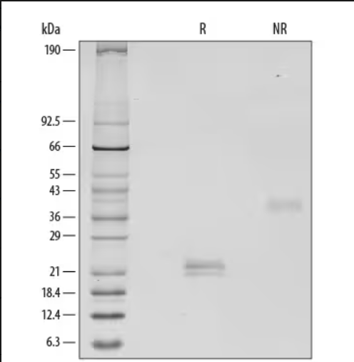 R&D Systems货号293-VE-010重组人VEGF