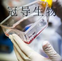 HK-2 [Human kidney] Cells人肾小管上皮细胞实验室复苏|STR图谱