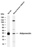 Adiponectin (PT0313R) PT® Rabbit mAb
