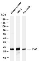 Iba1 (PT0288R) PT® Rabbit mAb
