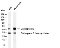 Cathepsin D (PT0185R) PT® Rabbit mAb