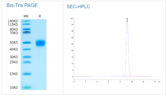 食蟹猴凝血因子III/组织因子蛋白-生物试剂狂欢季！
