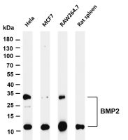 BMP2 (PT0362R) PT® Rabbit mAb