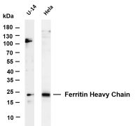 Ferritin Heavy Chain (PT0363R) PT® Rabbit mAb