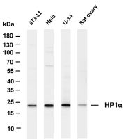 Histone H2A (Ubiquityl Lys119) (PT0410R) PT® Rabbit mAb