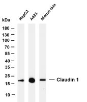 Claudin 1 (PT0336R) PT® Rabbit mAb