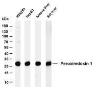 Peroxiredoxin 1 (PT0201R) PT® Rabbit mAb
