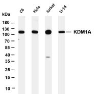 STAT2 (PT0114R) PT® Rabbit mAb