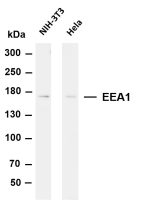 EEA1 (PT0188R) PT® Rabbit mAb