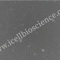 胎盘绒毛膜滋养层细胞/免疫荧光鉴定/镜像绮点（Cellverse）