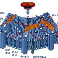 负载姜黄素的人血清白蛋白纳米粒子被tau示踪剂18F-AV1451(T807)和三苯基膦TPP修饰的红细胞膜包裹 T807/TPP-RBCM@HSA NPS@CUr
