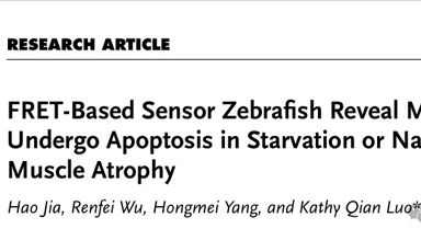 IF=14.3丨Adv. Sci.：基于斑马鱼模型揭示在饥饿或自然衰老诱导的肌肉萎缩中肌肉细胞不发生凋亡