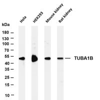 TUBA1B (PT0200R) PT® Rabbit mAb