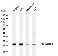 TOMM20 (PT0287R) PT® Rabbit mAb