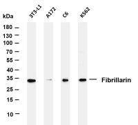 Fibrillarin (PT0195R) PT® Rabbit mAb