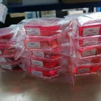 人晶状体上皮细胞HLE-B3