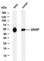 GSK3α (PT0615R) PT® Rabbit mAb