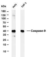 Caspase-9 (PT0299R) PT® Rabbit mAb