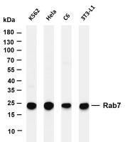 Rab7 (PT0345R) PT® Rabbit mAb