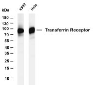 Transferrin Receptor (PT0360R) PT® Rabbit mAb