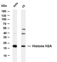 Histone H2A (PT0340R) PT® Rabbit mAb