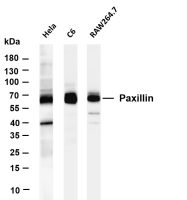Paxillin (PT0303R) PT® Rabbit mAb