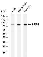 LRP1 (PT0231R) PT® Rabbit mAb