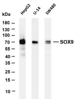 SOX9 (PT0295R) PT® Rabbit mAb