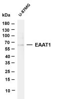 EAAT1 (PT0196R) PT® Rabbit mAb
