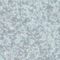 人成淋巴细胞TK6