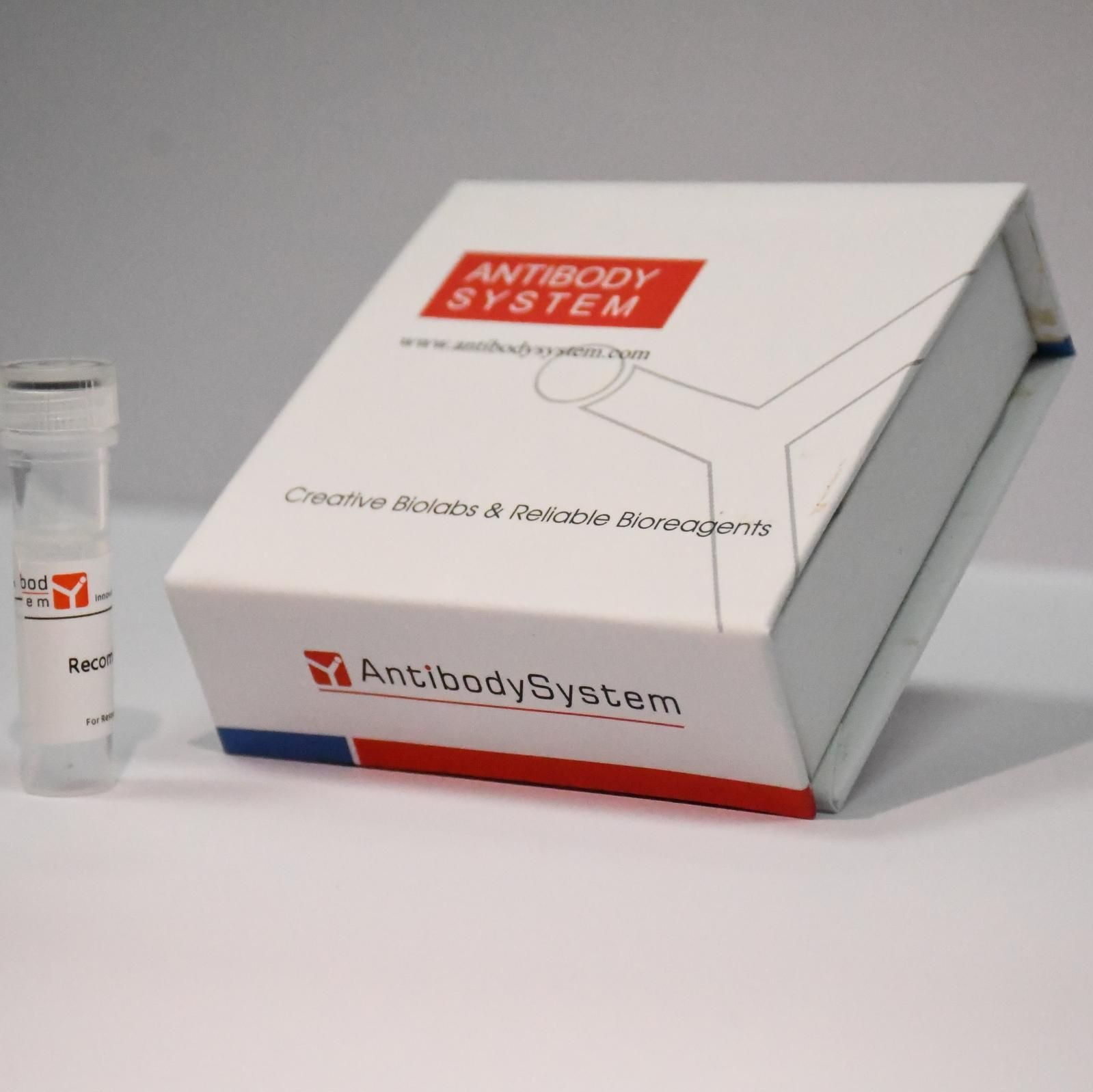 Anti-EFHD1 Antibody (R4D66)