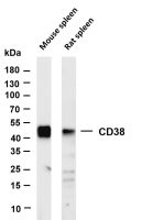 CD38 (PT0371R) PT® Rabbit mAb