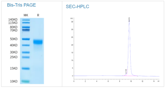 人激肽释放酶5/KLK5蛋白促销大作战！