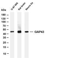 GAP43 (PT0304R) PT® Rabbit mAb