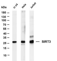 SIRT3 (PT0250R) PT® Rabbit mAb