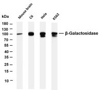 β-Galactosidase (PT0312R) PT® Rabbit mAb