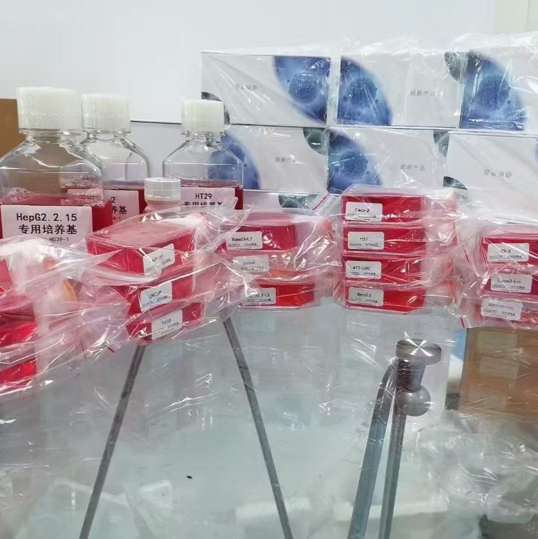 人晶体上皮细胞SRA01/04