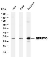 CD99 (PT0453R) PT® Rabbit mAb