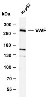 VWF (PT0316R) PT® Rabbit mAb