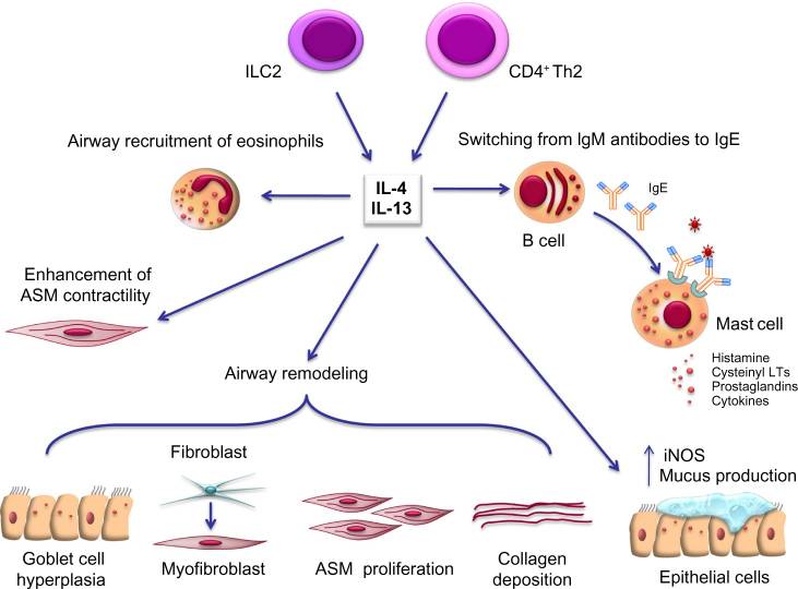 世界哮喘日 | 南模生物哮喘模型，助力探究哮喘新疗法