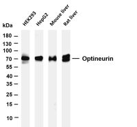 Optineurin (PT0197R) PT® Rabbit mAb