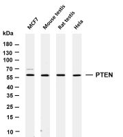 PTEN (PT0226R) PT® Rabbit mAb