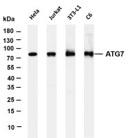 ATG7 (PT0335R) PT® Rabbit mAb