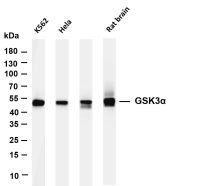 VASP (PT0613R) PT® Rabbit mAb
