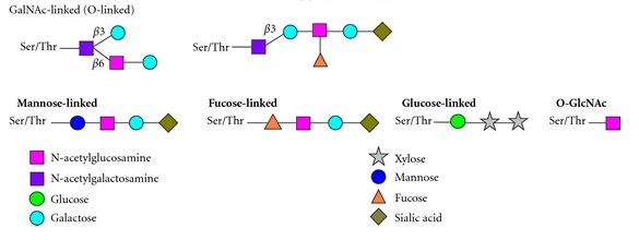 百泰派克生物科技基于质谱的O聚糖分析示意图