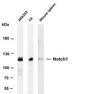 Notch1 (PT0229R) PT® Rabbit mAb